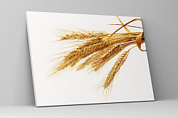 Obraz Farma Pšeničné klasy 1774